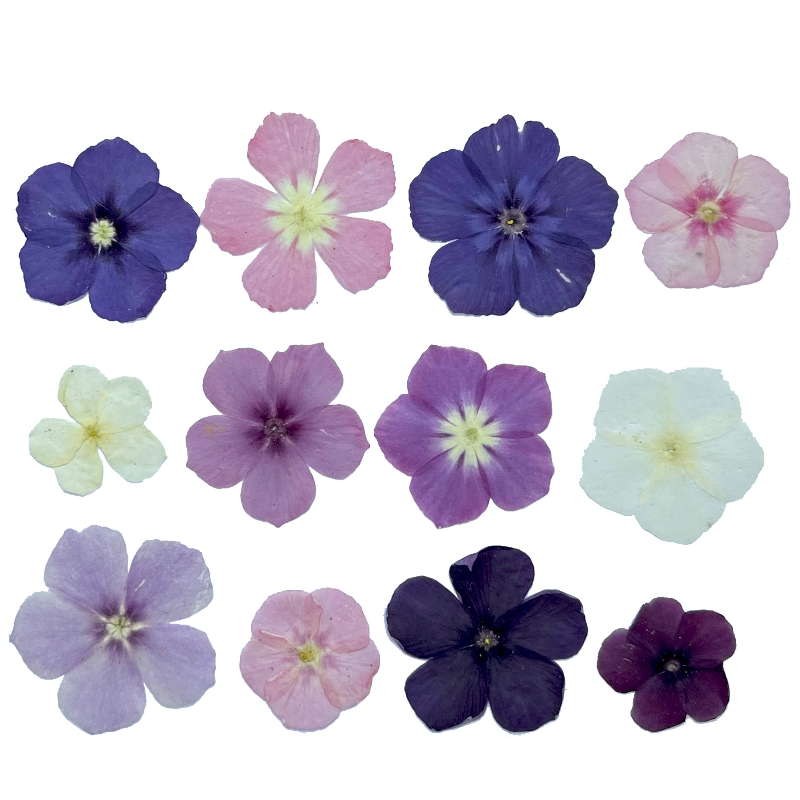 12pcs,Semi-Transparent Niche P - Resin Craft Ideas review and price